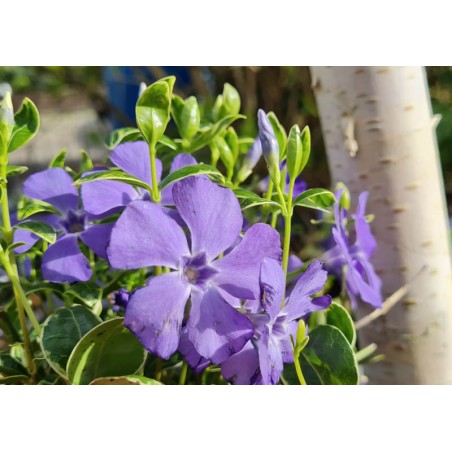 Vinca minor 'Ralph Shugert' - flowers