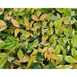 Nandina domestica 'Twilight' - variegated leaves