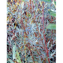 Salix purpurea 'Nancy Saunders' - summer foliage