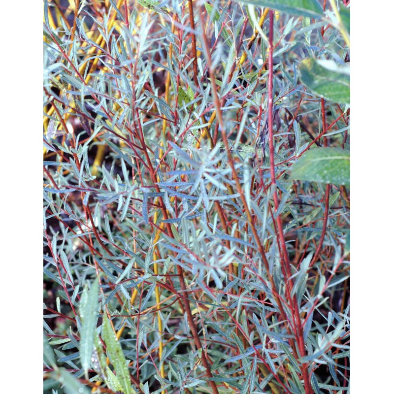 Salix purpurea 'Nancy Saunders' - summer foliage