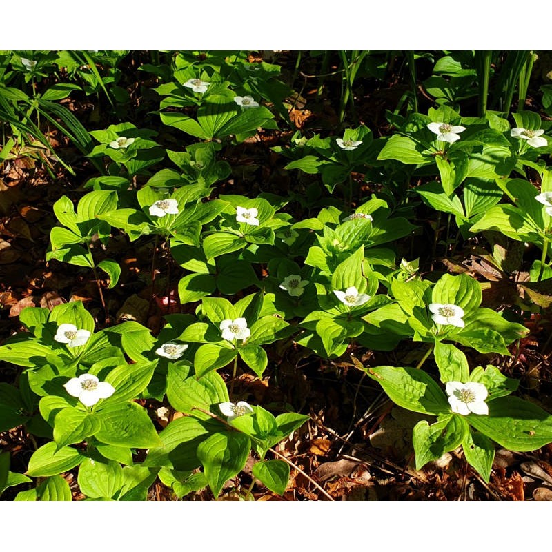 Cornus canadensis - flowers in early summer