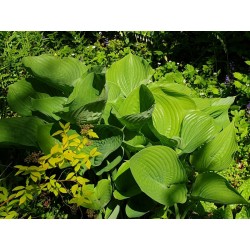 Hosta 'Sum and Substance' - young leaves in spring