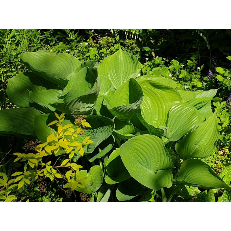Hosta 'Sum and Substance' - young leaves in spring