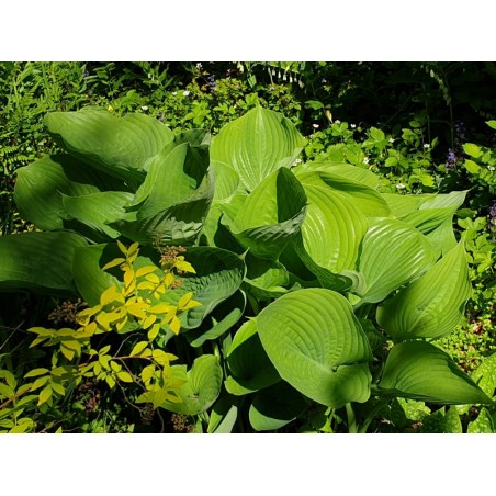 Hosta 'Sum and Substance' - young leaves in spring Hosta 'Sum and Substance' - young leaves in spring