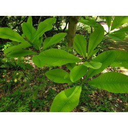 Magnolia tripetala - leaves