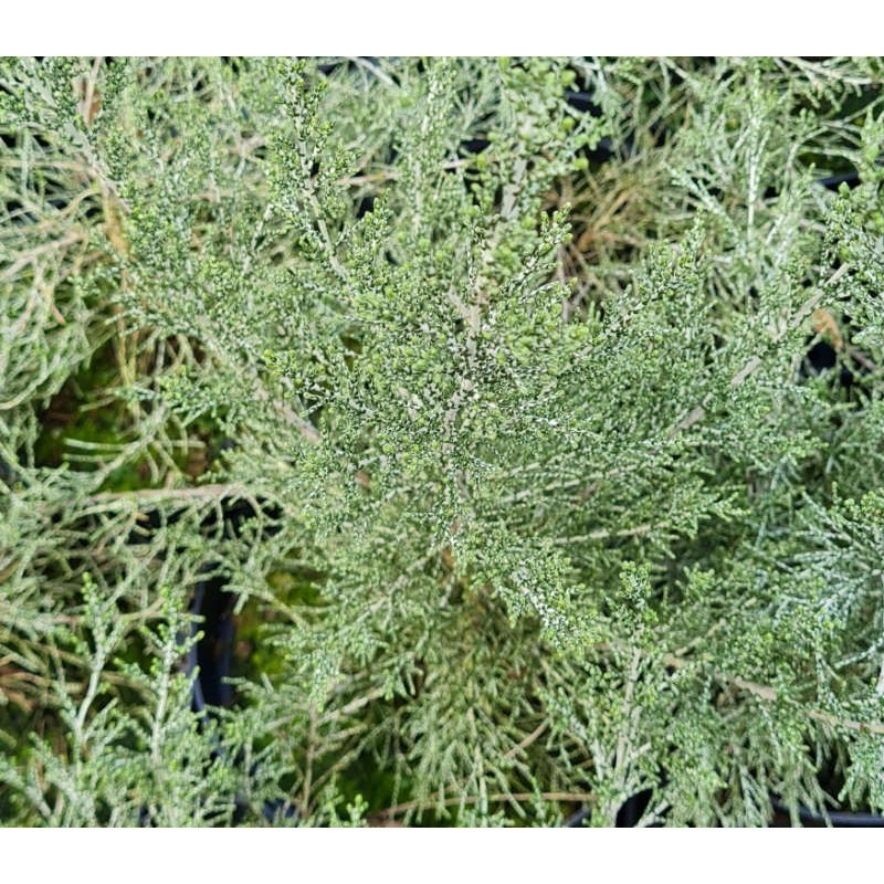 Ozothamnus hookeri - grey-green leaves