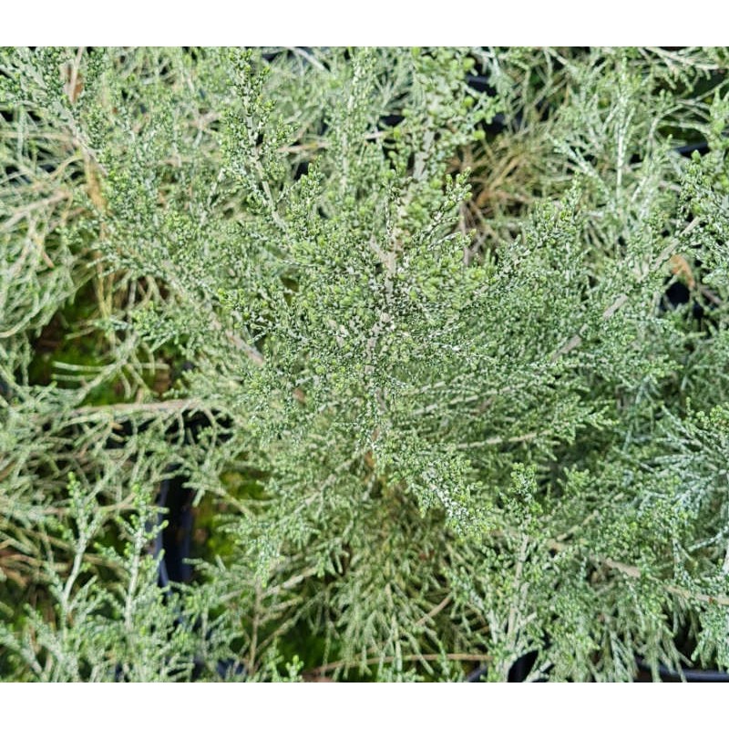 Ozothamnus hookeri - grey-green leaves Ozothamnus hookeri - grey-green leaves