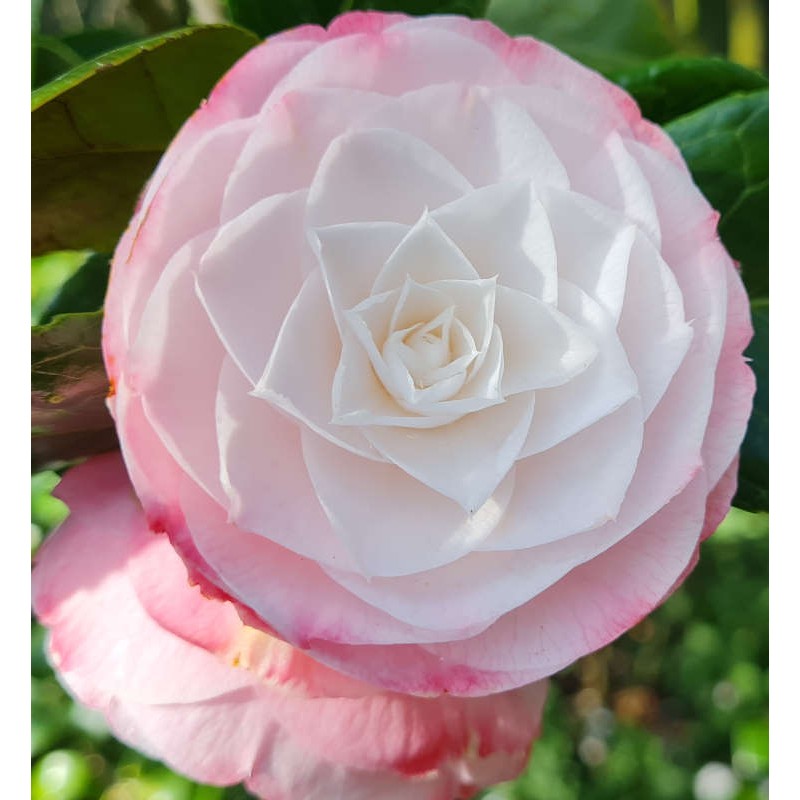 Camellia japonica 'Desire' - spring flowers