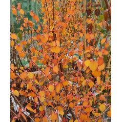 Cercidiphyllum japonicum 'Ra' - spring leaves