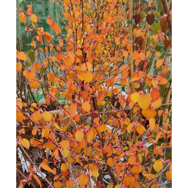 Cercidiphyllum japonicum 'Ra' - spring leaves