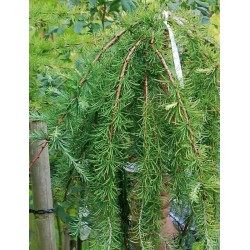 Larix kaempferi 'Stiff Weeping' - weeping head of branches