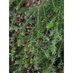 Tsuga heterophylla - leaves and arching branches