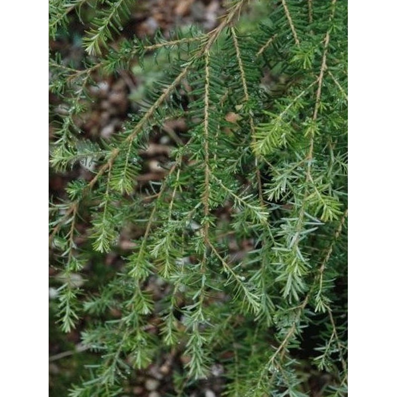Tsuga heterophylla - leaves and arching branches Tsuga heterophylla - leaves and arching branches