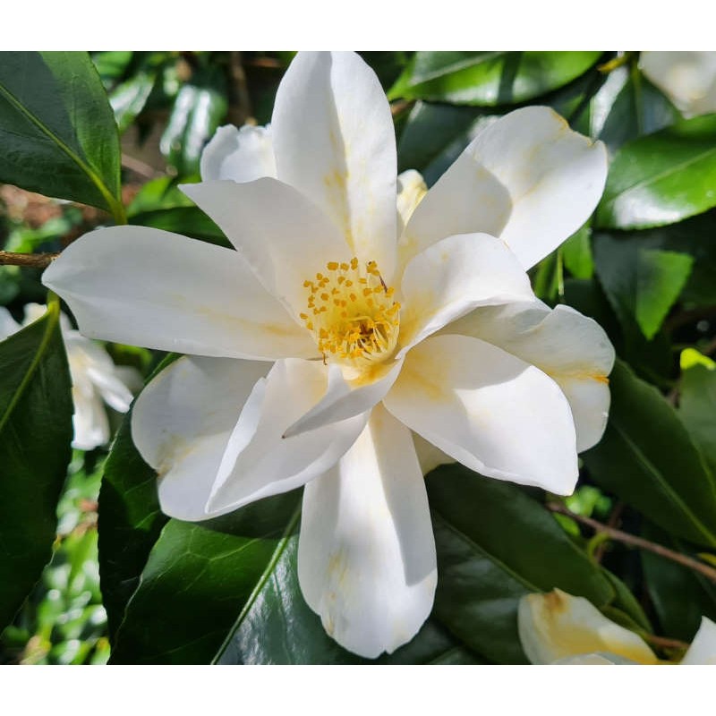 Camellia japonica 'Lily Pons' - flowers in April