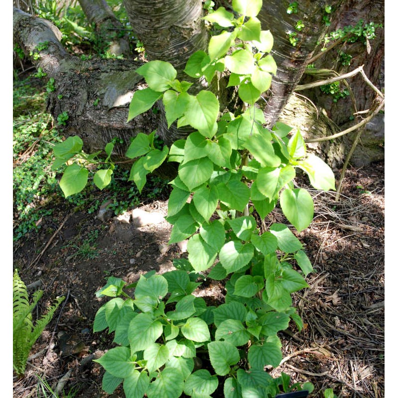 Schizophragma hydrangeoides 'Moonlight' - young plant