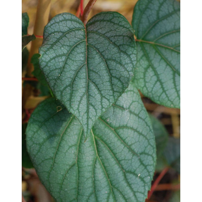 Schizophragma hydrangeoides 'Moonlight' - pale silver-marbled leaves