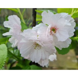 Prunus 'Matsumae hana-guruma' - spring flowers