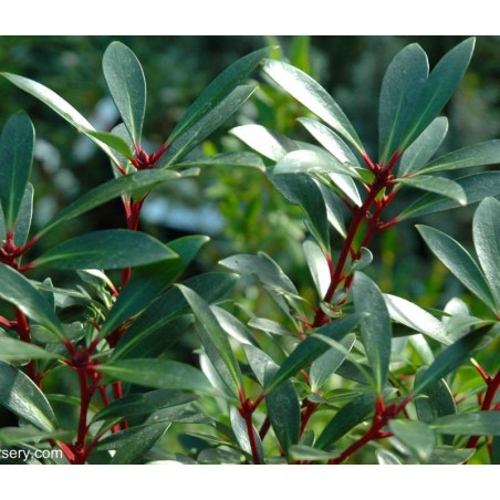 Drimys lanceolata 'Red Spice' - dark green leaves and red stems Drimys lanceolata 'Red Spice' - dark green leaves and red stems