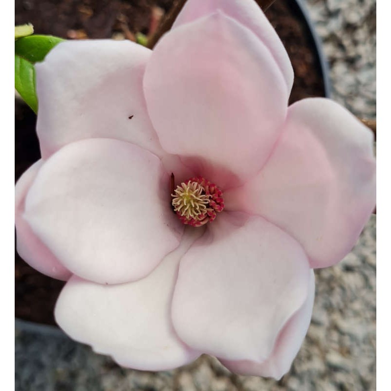 Magnolia denudata 'Fragrant Cloud' - spring flowers