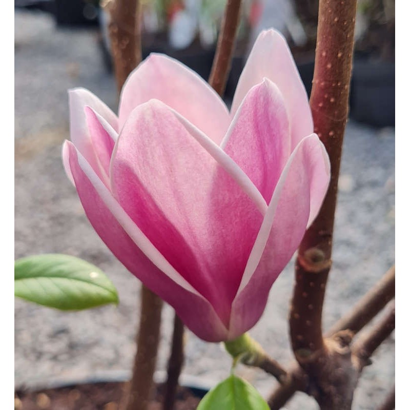 Magnolia denudata 'Fragrant Cloud' - spring flower opening