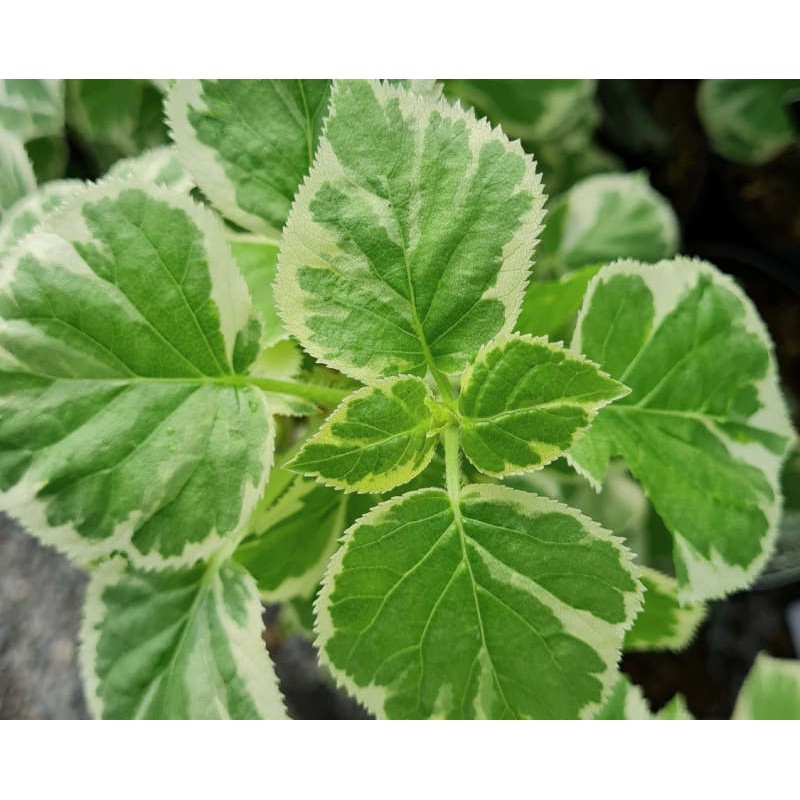 Hydrangea anomala 'Silver Lining' - young leaves in spring Hydrangea anomala 'Silver Lining' - young leaves in spring