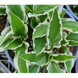 Hosta 'Ginko Craig' - young leaves in Spring