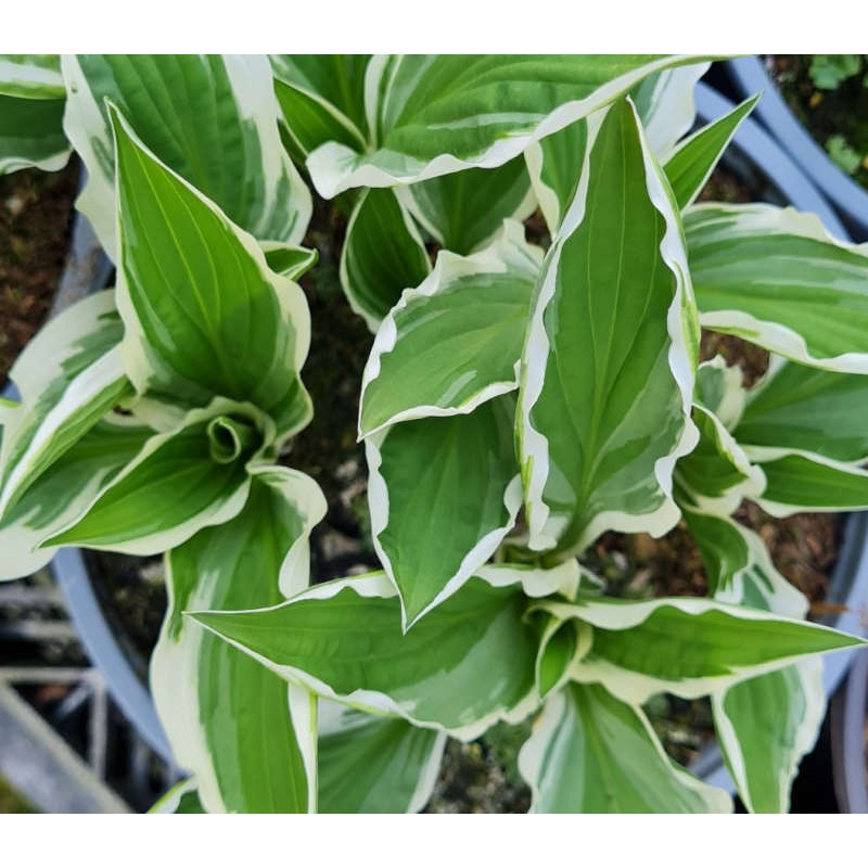 Hosta 'Ginko Craig' - young leaves in Spring