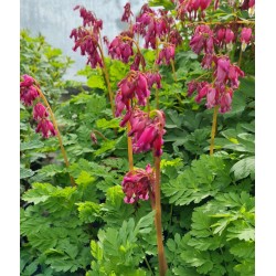 Dicentra formosa 'Luxuriant' - spring flowers