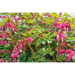 Dicentra spectabilis - spring flowers