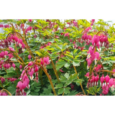 Dicentra spectabilis - spring flowers Dicentra spectabilis - spring flowers