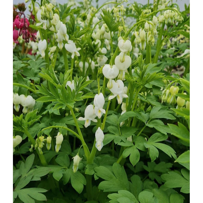 Dicentra spectabilis 'Alba' - spring flowers