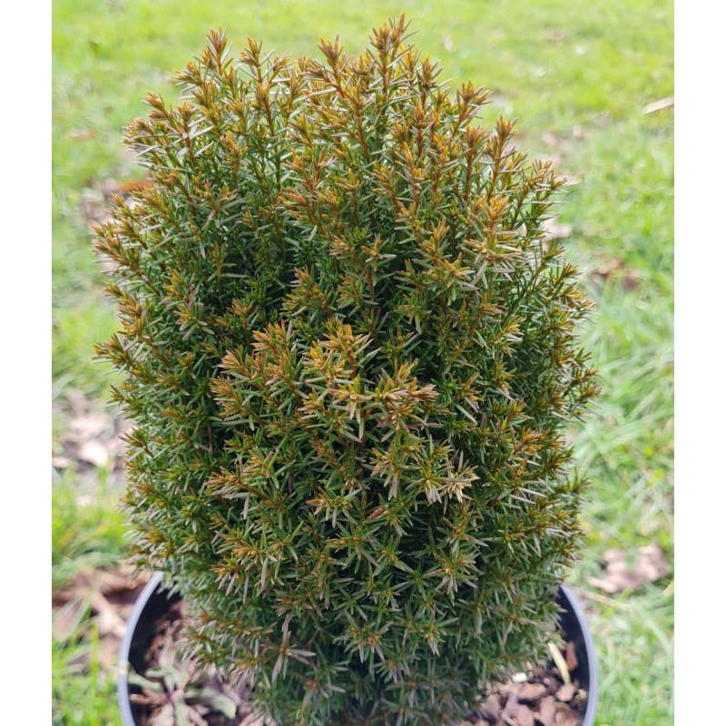 Thuja occidentalis 'Teddy' - compact conifer Thuja occidentalis 'Teddy' - compact conifer
