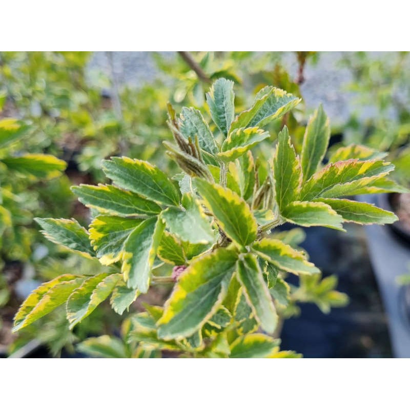 Sambucus nigra 'Golden Spark' - variegated leaves in spring