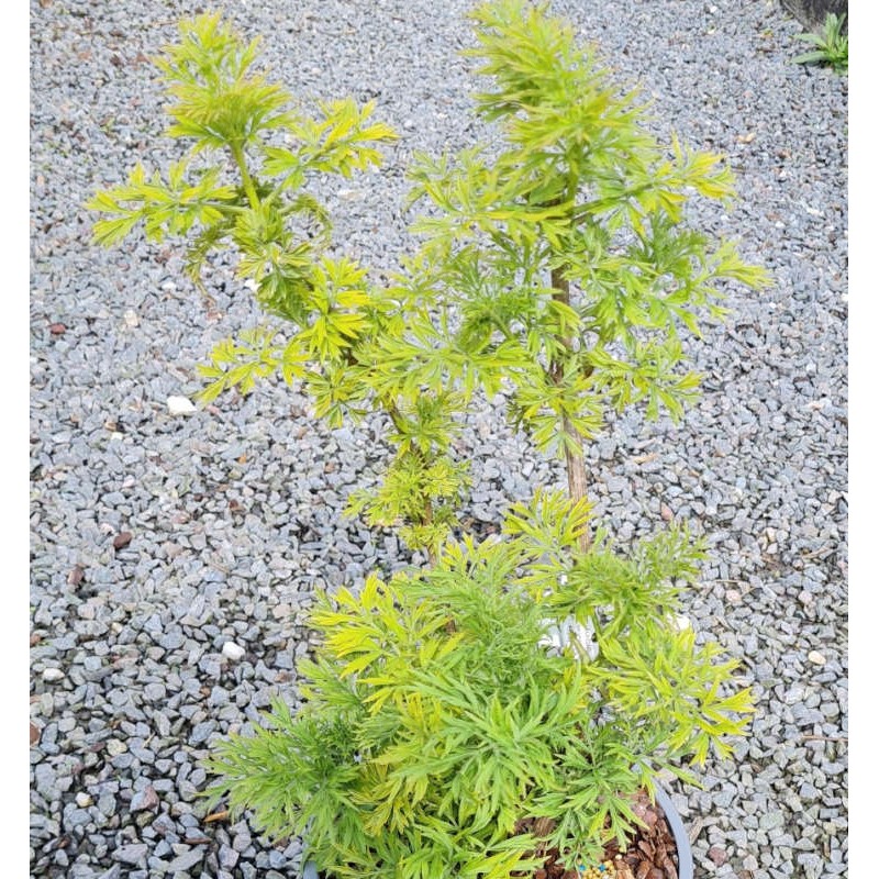 Sambucus nigra 'Golden Tower' - young leaves in Spring
