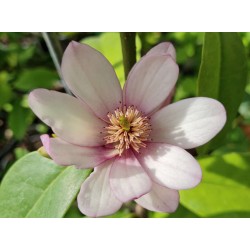 Magnolia 'Fairy Blush' - pale spring flowers