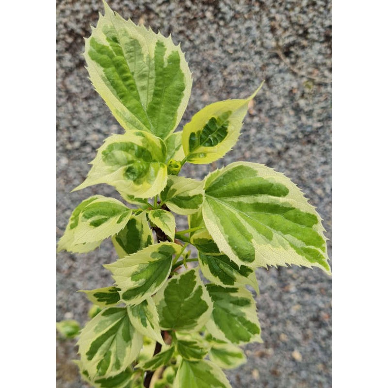 Schizophragma hydrangeoides 'Shiro Fuka Fukurin Fu' - variegated leaves emerging in Spring Schizophragma hydrangeoides 'Shiro Fuka Fukurin Fu' - variegated leaves emerging in Spring