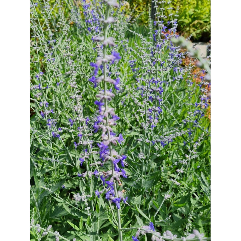 Perovskia atriplicifolia 'Crazy Blue'