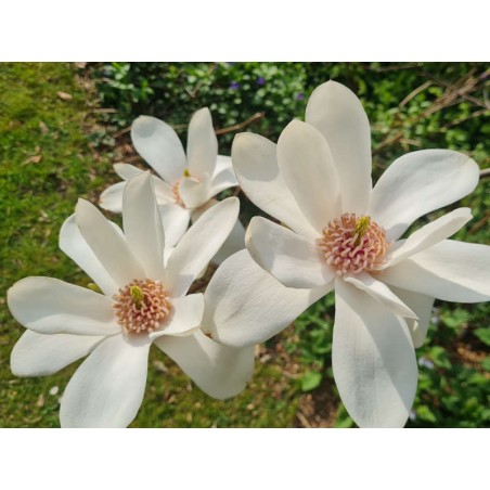Magnolia 'Joli Pompom' - spring flowers Magnolia 'Joli Pompom' - spring flowers