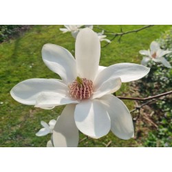 Magnolia 'Joli Pompom' - white flowers