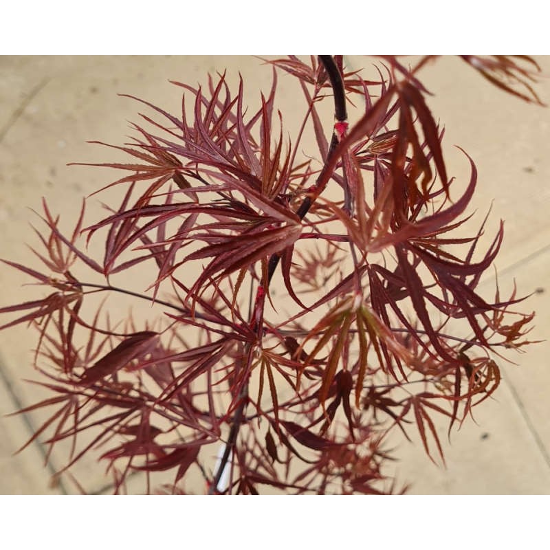 Acer palmatum 'Pung kil' - young leaves emerging in Spring Acer palmatum 'Pung kil' - young leaves emerging in Spring