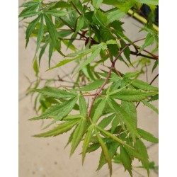 Acer palmatum 'Wild Goose' - spring leaves