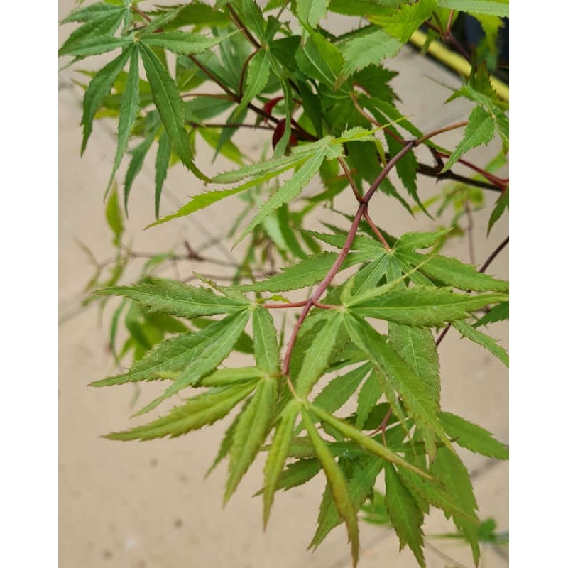 Acer palmatum 'Wild Goose' - spring leaves Acer palmatum 'Wild Goose' - spring leaves