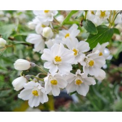 Deutzia glomeruliflora - spring flowers