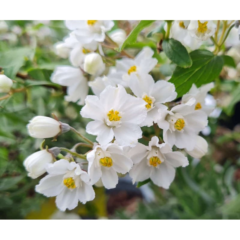 Deutzia glomeruliflora - spring flowers