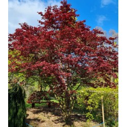 Acer palmatum 'Bloodgood' - young leaves emerging in Spring