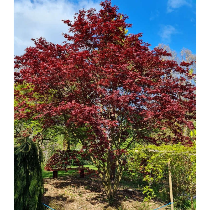 Acer palmatum 'Bloodgood' Red Japanese Maple Tree