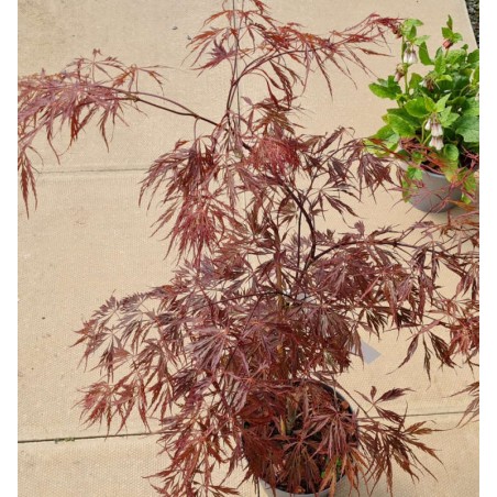 Acer palmatum 'Crimson Queen' Acer palmatum 'Crimson Queen'