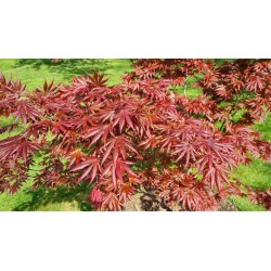 Acer palmatum 'Trompenburg' - leaves in Spring close up