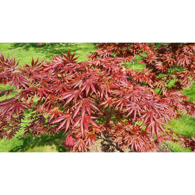 Acer palmatum 'Trompenburg' - leaves in Spring close up