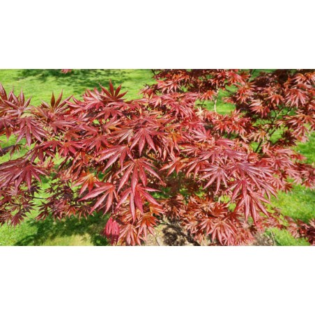 Acer palmatum 'Trompenburg' - leaves in Spring close up Acer palmatum 'Trompenburg' - leaves in Spring close up